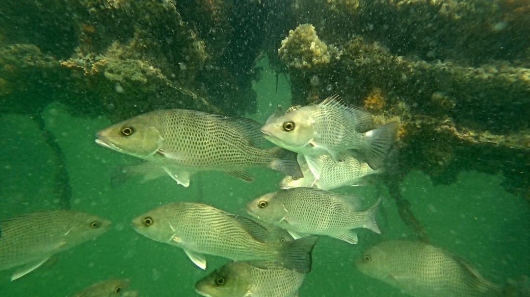 A school of snapper swimming past reef growth on an Eco Habitat under a dock